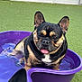 animal, canine, close_up, cute, dog, domestic_animal, ears, french_bulldog, fun, green_turf, outdoor, pet, pet_pool, playful, pool, purple, sitting, summer, tongue_out, water