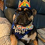 Papito is registered to the contest to win money with this photo: animal, bandana, birthday, black_and_tan, bow_tie, celebration, close_up, crown, cute, dog, french_bulldog, indoor, paw_print, pet, pet_accessory, portrait, quilt, rainbow, resting, sofa