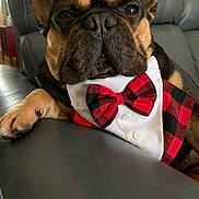 Papito joined the competition — help win amazing prizes! animal, black, bow_tie, close_up, collar, cute, dog, domestic_animal, ears, face, french_bulldog, indoor, leather_couch, mammal, paw, pet, plaid, portrait, resting, tan