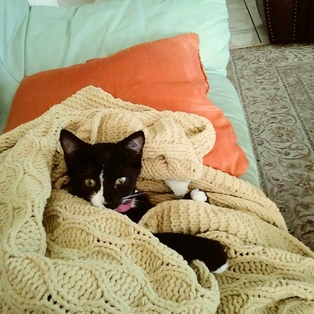 Tuxy is registered to the contest to win money with this photo: animal, bed, bedroom, blanket, canine, cat, couch, cushion, dog, furniture, homedecor, indoors, kitten, linen, person, pet, pillow, puppy, quilt, room