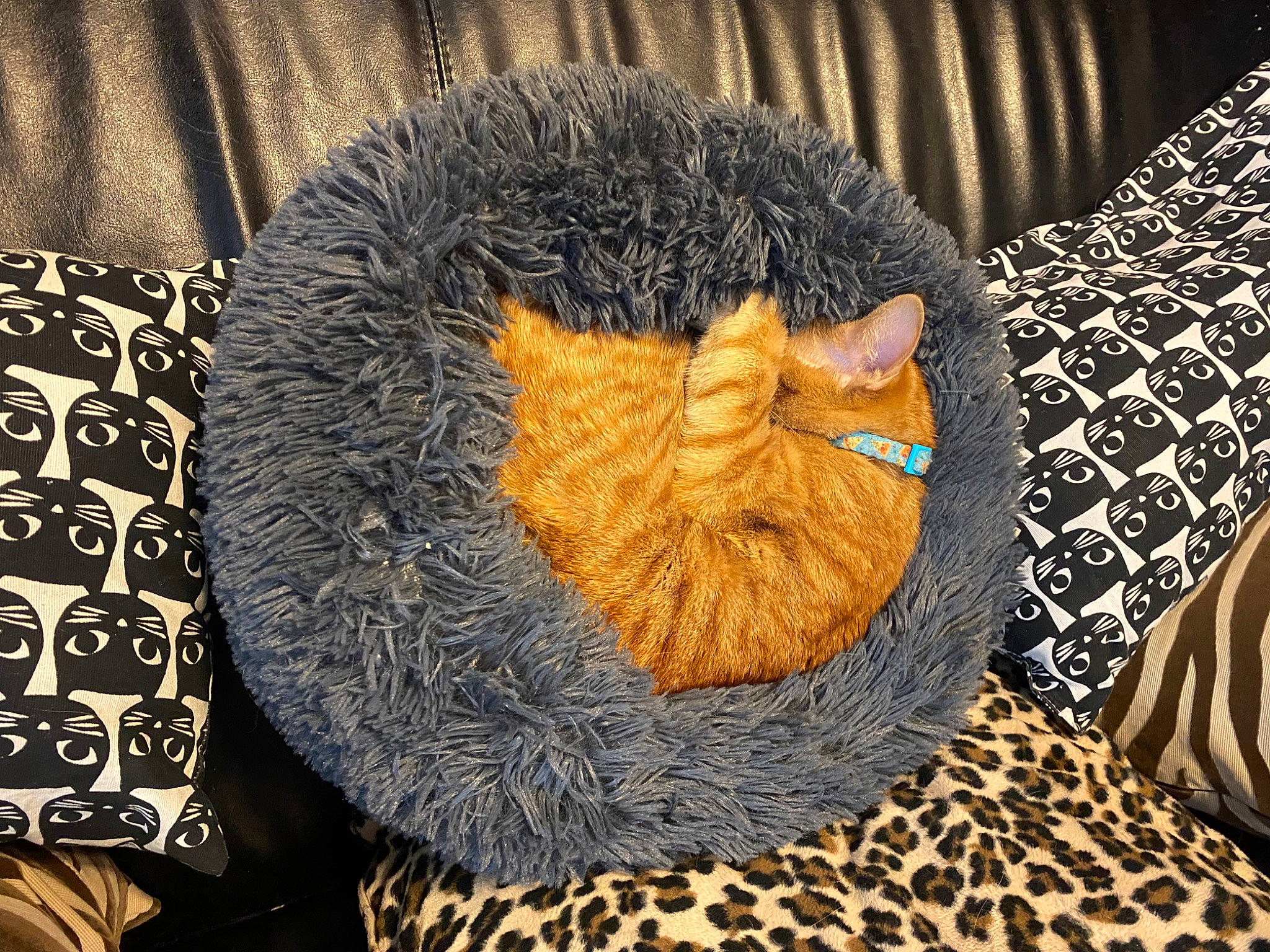 Phoenix is registered to the contest to win money with this photo: art, circle, craft, crochet, doily, fashion_accessory, felidae, fiber, fur, knitting, linens, pattern, shawl, textile, thread, visual_arts, wood, wool, woolen, woven_fabric