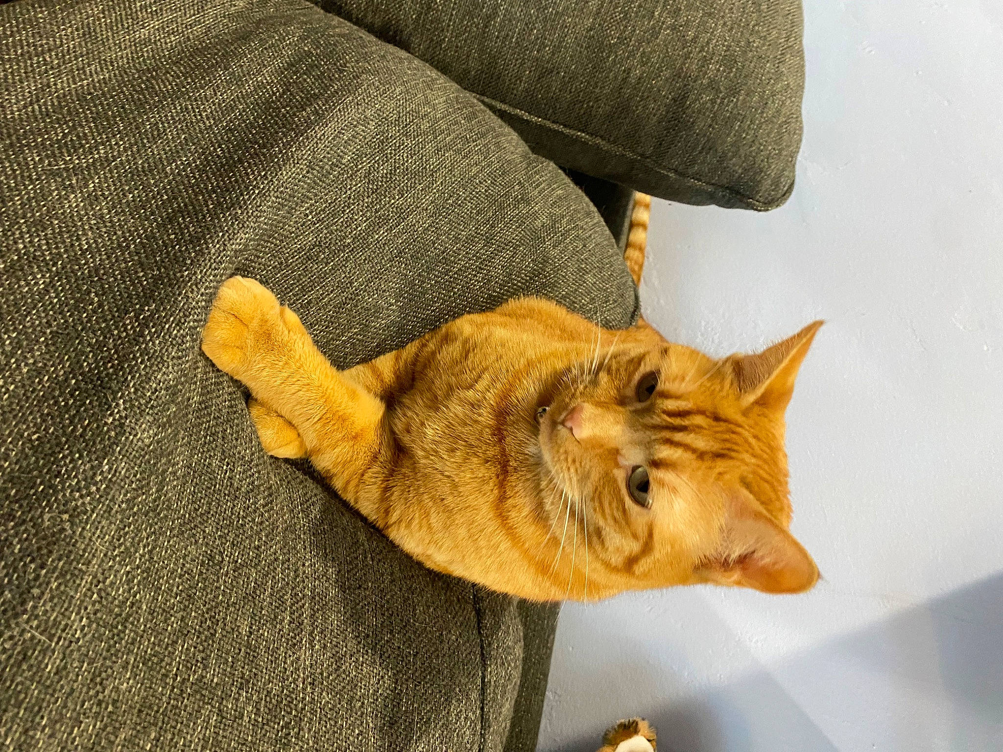 Phoenix joined the competition — help win amazing prizes! canidae, carnivore, cat, claw, comfort, dog_breed, domestic_short_haired_cat, fawn, felidae, fur, linens, nap, paw, small_to_medium_sized_cats, snout, sporting_group, tail, terrestrial_animal, whiskers, wood