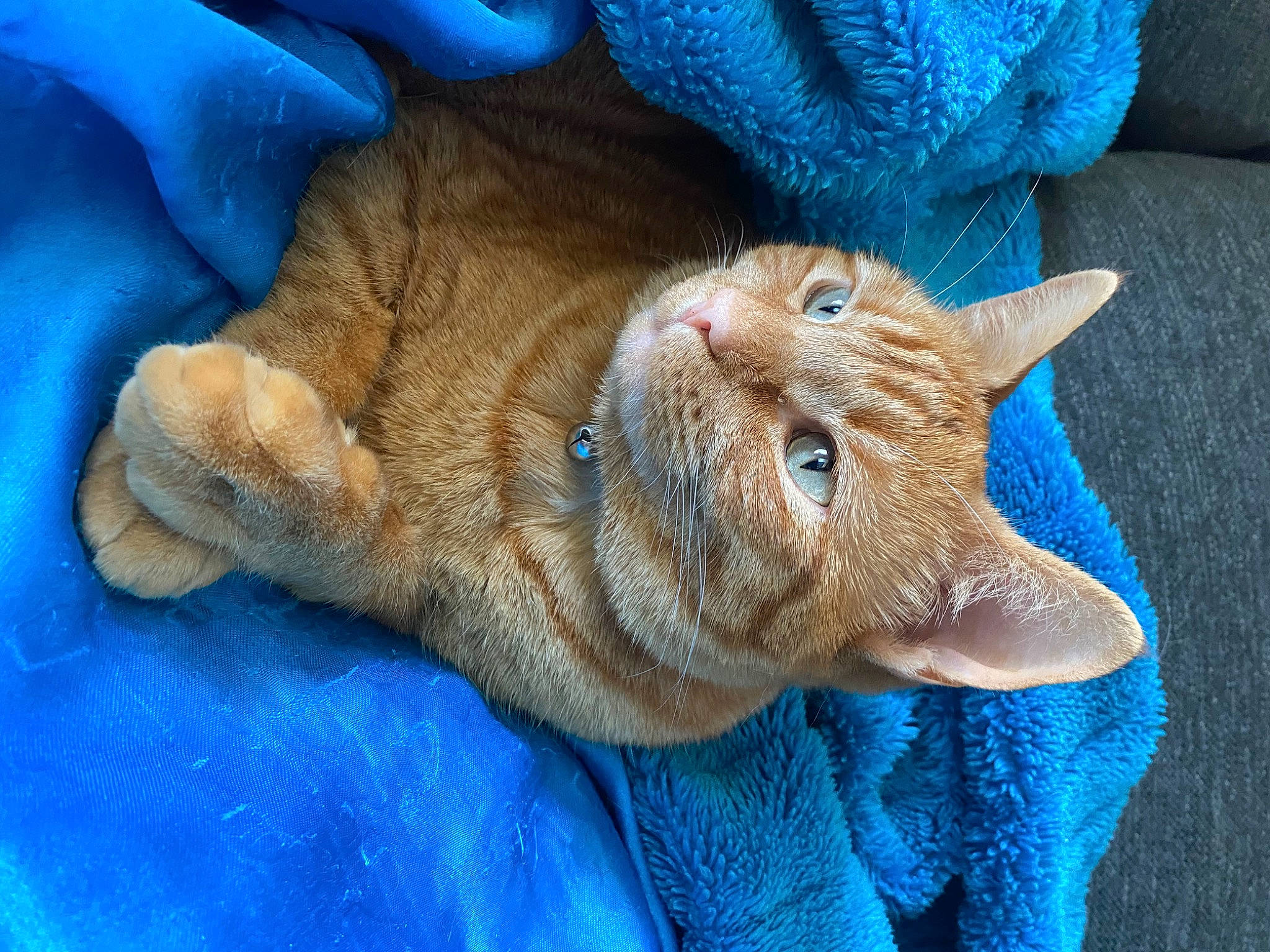 Phoenix joined the competition — help win amazing prizes! blue, carnivore, cat, cat_supply, claw, comfort, domestic_short_haired_cat, electric_blue, fawn, felidae, fur, nap, paw, sleep, small_to_medium_sized_cats, snout, tail, terrestrial_animal, whiskers, wrinkle