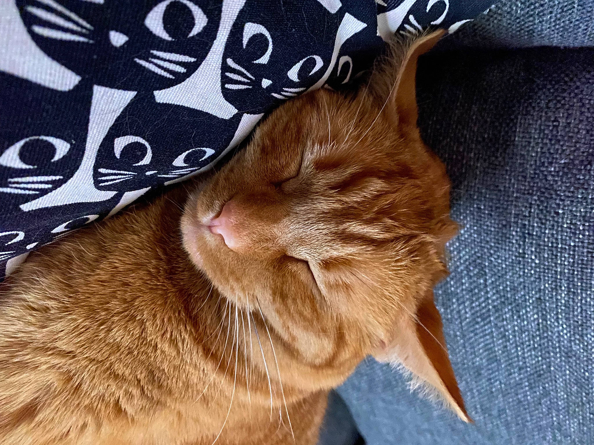 Phoenix joined the competition — help win amazing prizes! cap, carnivore, cat, comfort, domestic_short_haired_cat, electric_blue, fashion_accessory, fawn, felidae, fur, hat, human_leg, linens, liver, pattern, paw, sleeve, small_to_medium_sized_cats, tail, whiskers