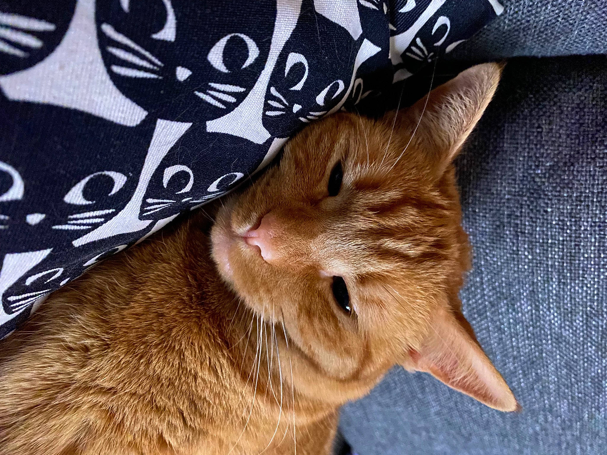 Phoenix joined the competition — help win amazing prizes! carnivore, cat, cat_supply, claw, comfort, domestic_short_haired_cat, ear, fawn, felidae, fur, linens, pattern, paw, sleeve, small_to_medium_sized_cats, snout, tail, whiskers