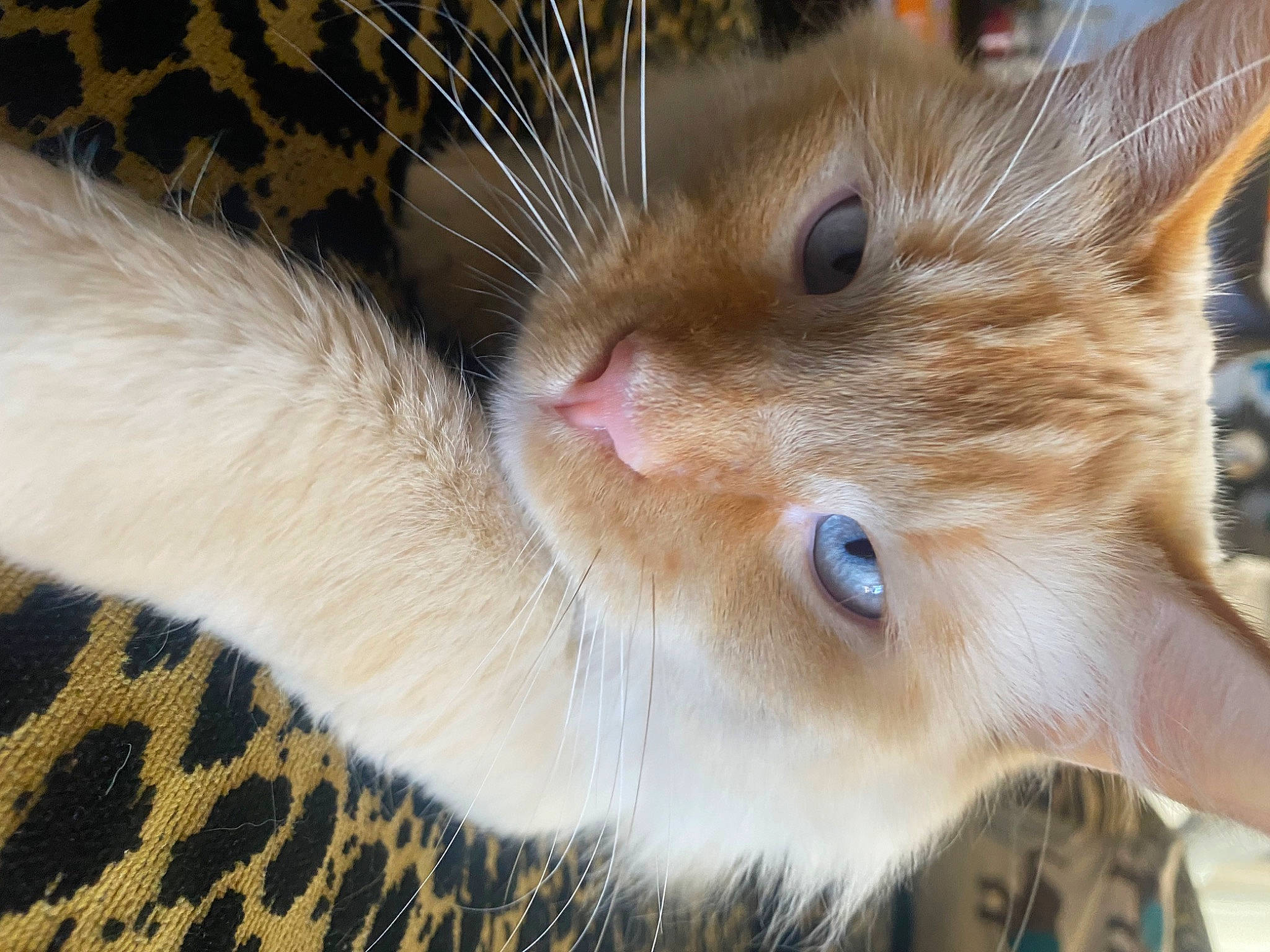 Bram joined the competition — help win amazing prizes! animal_shelter, carnivore, cat, claw, domestic_short_haired_cat, ear, eye, eyelash, fawn, felidae, fur, paw, pet_supply, small_to_medium_sized_cats, snout, tail, terrestrial_animal, whiskers