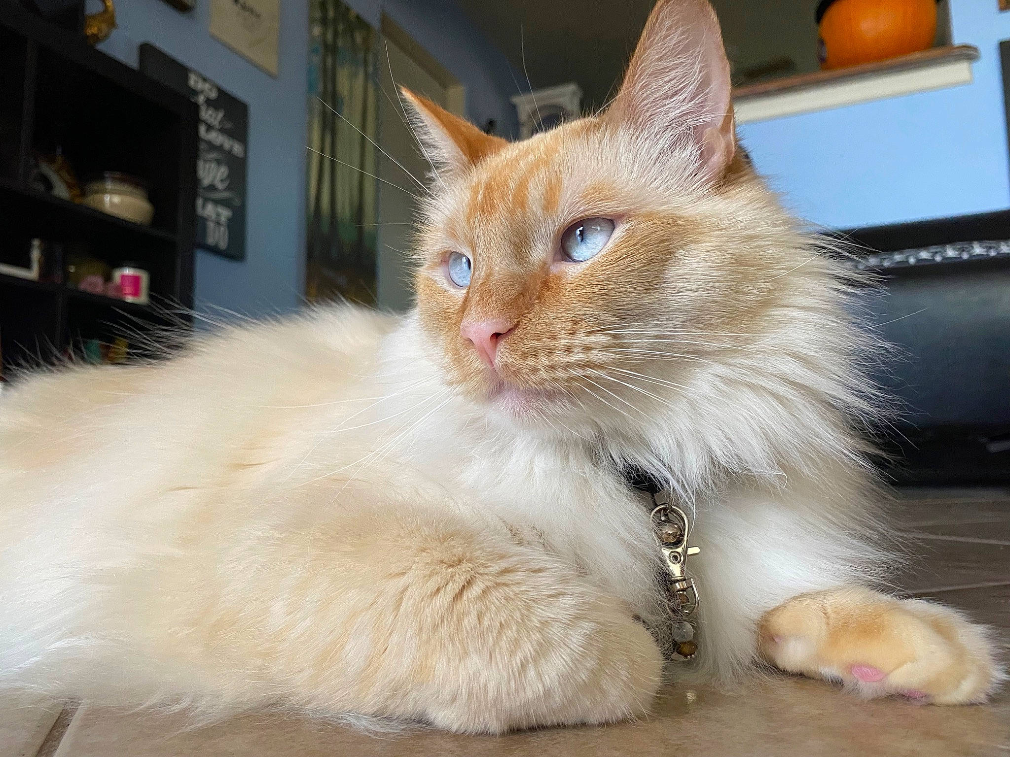 Bram joined the competition — help win amazing prizes! carnivore, cat, cat_supply, claw, comfort, domestic_short_haired_cat, fawn, felidae, foot, fruit, fur, grapefruit, orange, paw, sitting, small_to_medium_sized_cats, snout, tail, whiskers, window