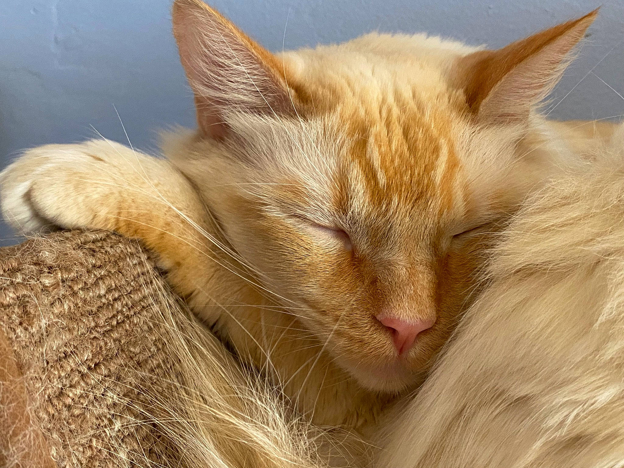 Bram is registered to the contest to win money with this photo: carnivore, cat, cat_supply, claw, comfort, domestic_short_haired_cat, fawn, felidae, fur, small_to_medium_sized_cats, snout, terrestrial_animal, whiskers