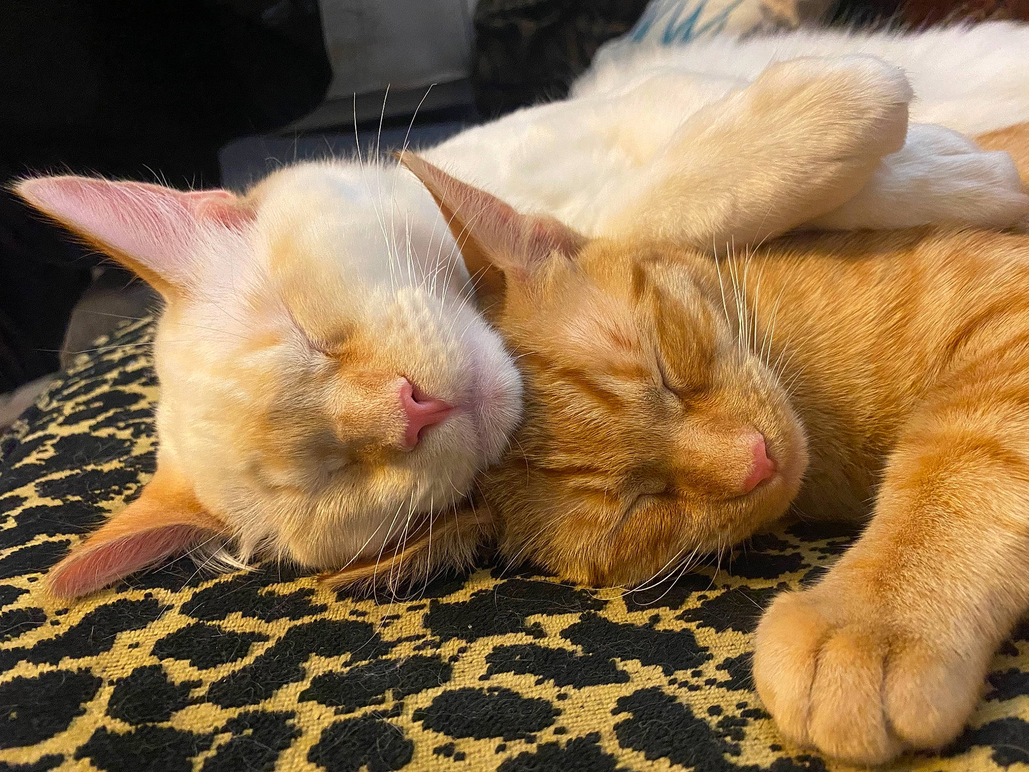 Bram joined the competition — help win amazing prizes! carnivore, cat, claw, close_up, comfort, domestic_short_haired_cat, fawn, felidae, foot, fur, human_leg, nap, paw, sleep, small_to_medium_sized_cats, snout, tail, terrestrial_animal, whiskers