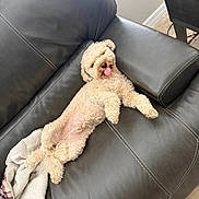 Teddy is registered to the contest to win money with this photo: animal, blanket, canine, couch, cozy, curly_fur, cute, dog, fur, home, indoor, leather, living_room, pet, playful, relaxed, resting, small_dog, tongue, tongue_out