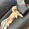 animal, blanket, canine, couch, cozy, curly_fur, cute, dog, fur, home, indoor, leather, living_room, pet, playful, relaxed, resting, small_dog, tongue, tongue_out