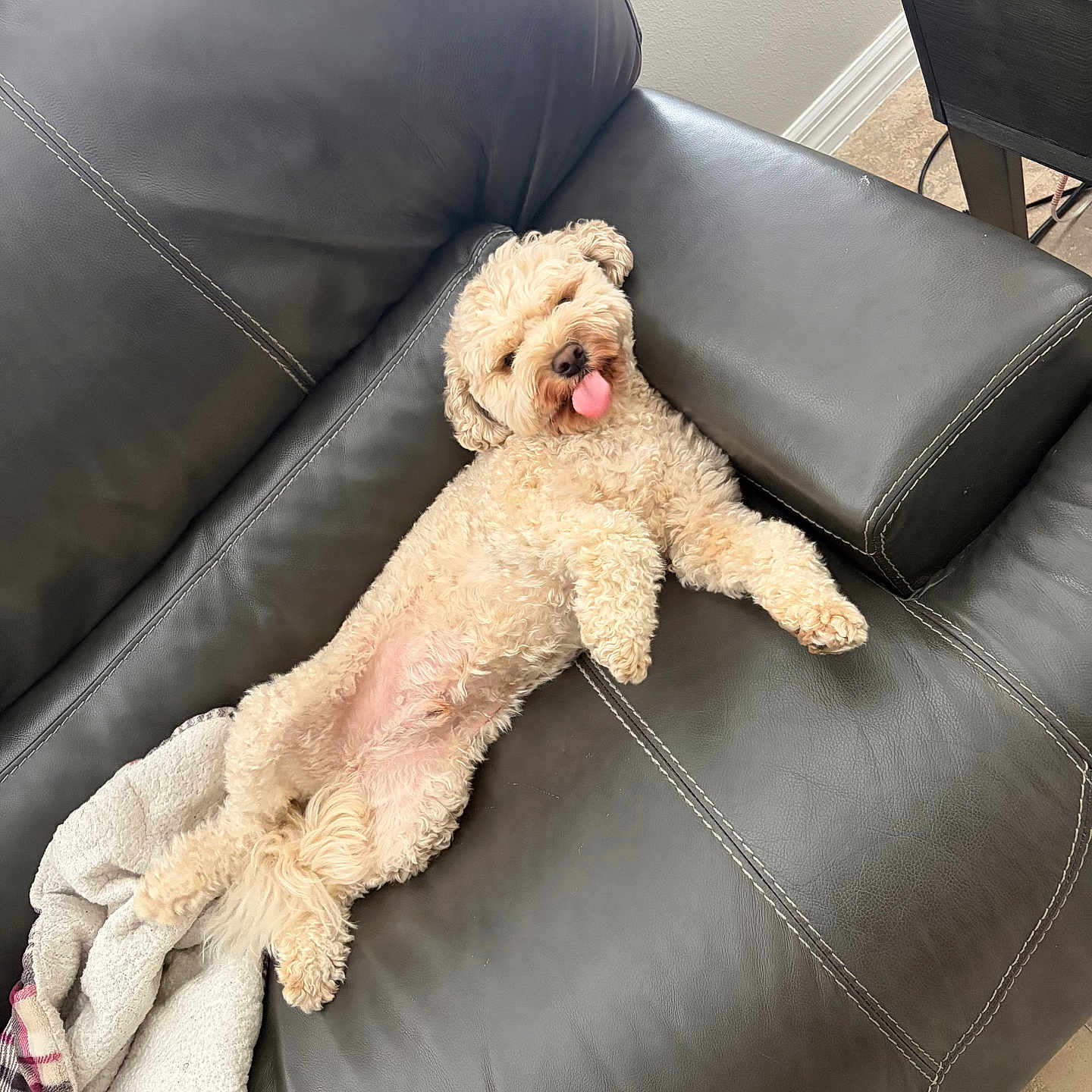 Teddy