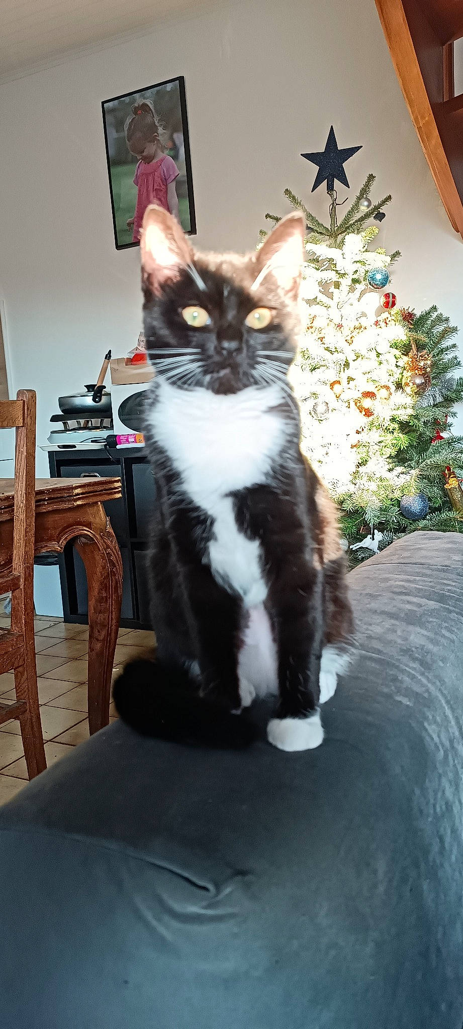 Tisha participe au concours pour gagner de l'argent avec cette photo : carnivore, cat, chair, christmas_tree, domestic_short_haired_cat, event, felidae, formal_wear, fur, holiday, holiday_ornament, lap, ornament, plant, small_to_medium_sized_cats, table, tail, tree, whiskers, wood