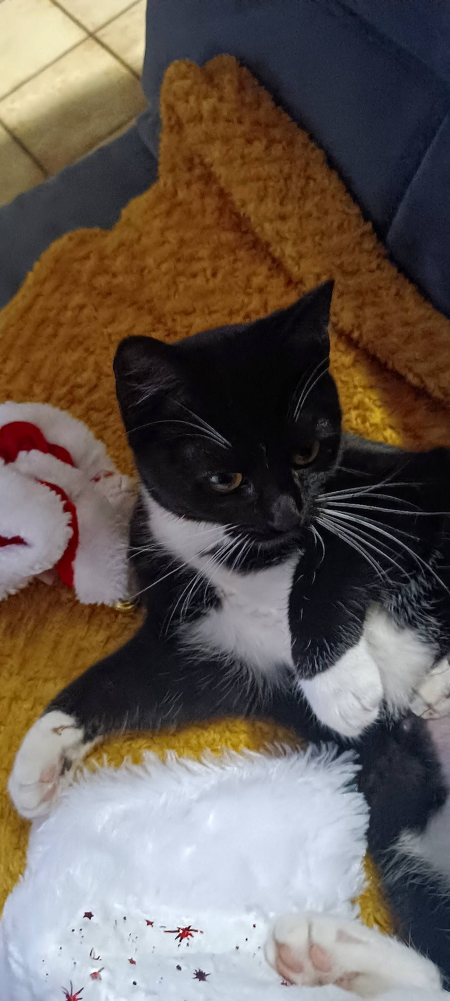 Tisha participe au concours pour gagner de l'argent avec cette photo : black_cat, carmine, carnivore, cat, cat_supply, claw, comfort, domestic_short_haired_cat, felidae, foot, fur, linens, nap, paw, small_to_medium_sized_cats, snout, tail, whiskers