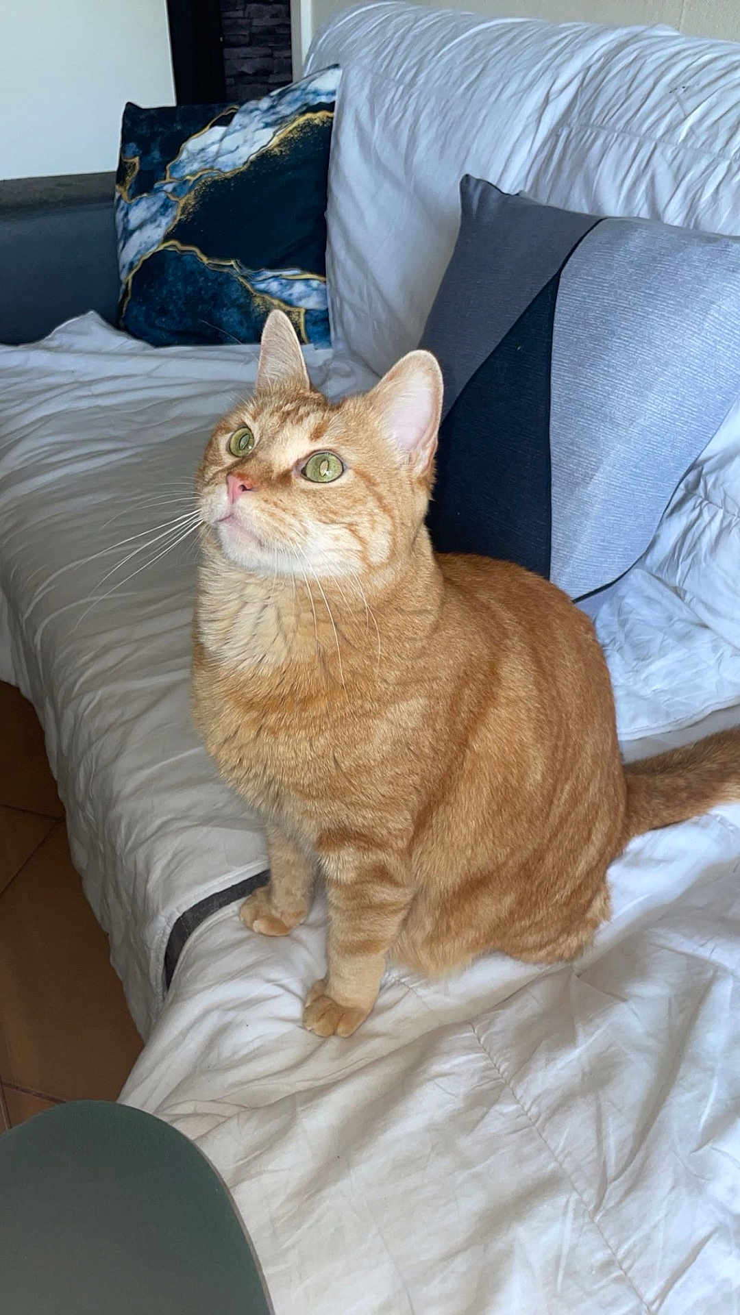 Chaton participe au concours pour gagner de l'argent avec cette photo : cat, ginger_cat, tabby, pet, indoor, couch, white_quilt, pillow, green_eyes, fur, whiskers, ears, sitting, curious, feline, living_room, cozy, domestic_animal, cute, animal