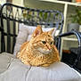 Chaton participe au concours pour gagner de l'argent avec cette photo : cat, orange_tabby, feline, pet, cushion, chair, indoor, plant, shelf, furniture, relaxed, animal, whiskers, fur, portrait, seated, cozy, domestic, looking_away, soft_light