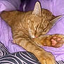 cat, ginger_cat, sleeping, paws, blanket, purple_blanket, cozy, nap, fur, whiskers, indoor, rest, cute, pet, animal, feline, soft, relaxation, closeup, comfort