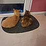 animal, cat, companions, curious, domestic_cat, feline, floor, glass_door, household, indoor, looking_outside, mat, orange_cat, pet, resting, scratching_post, tabby_cat, two_cats, waiting, wall