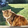 animal, backyard, cat, curious, daylight, domestic, feline, fur, garden, grass, greenery, house, nature, outdoor, pet, reflection, sunlight, tabby, whiskers, window