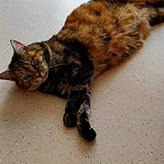 Mimine a rejoint le concours — aidez-le/la à gagner de superbes lots ! animal, cat, curious, domestic_animal, ears, feline, floor, fluffy, home, indoor, lying_down, metal_stool, paws, pet, relaxed, resting, striped_fur, tabby, tail, whiskers