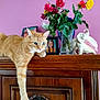 Moustic a rejoint le concours — aidez-le/la à gagner de superbes lots ! blue_eyes, cat, decor, domestic, elephant_figurine, feline, flowers, houseplant, indoor, orange_tabby, pet, photograph, pink_wall, portrait, relaxing_cat, roses, shell, still_life, vase, wooden_cabinet