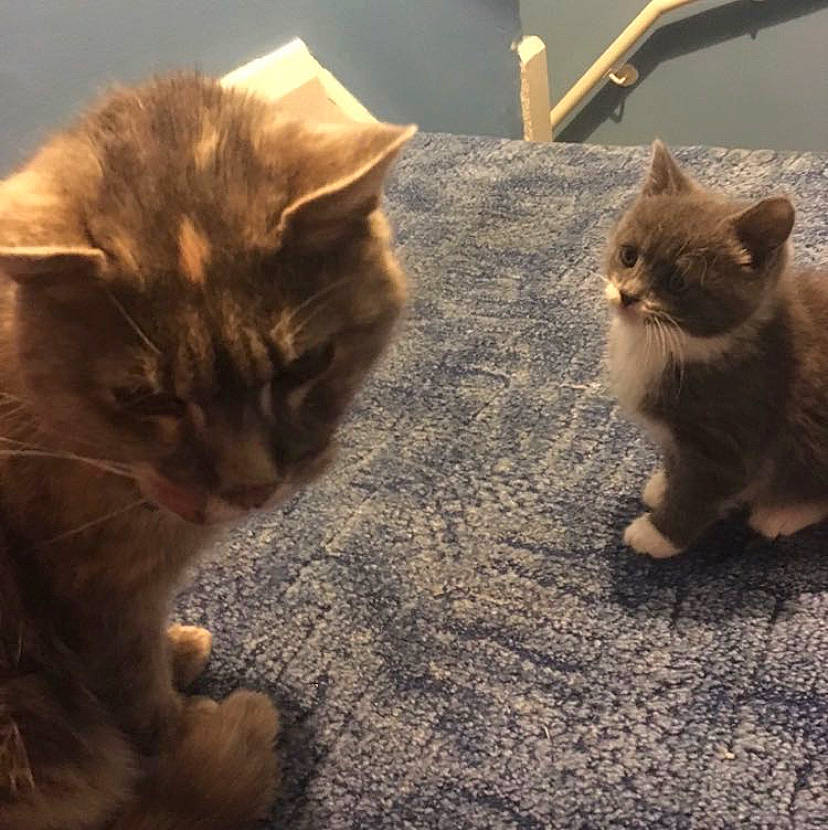 August is registered to the contest to win money with this photo: carnivore, cat, claw, domestic_short_haired_cat, fawn, felidae, flooring, fur, paw, plant, sand, shadow, small_to_medium_sized_cats, snout, tail, terrestrial_animal, whiskers, wildlife, window, wood