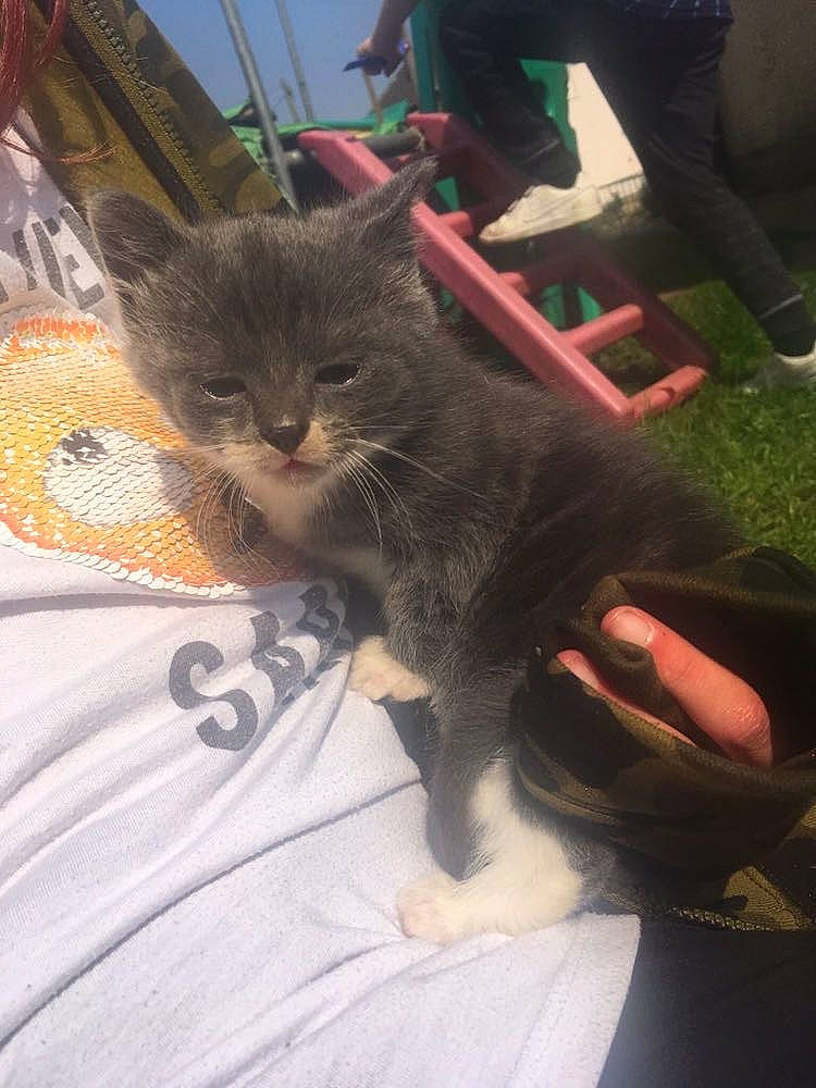 August joined the competition — help win amazing prizes! carnivore, cat, chair, claw, comfort, domestic_short_haired_cat, felidae, foot, fur, gesture, human_leg, lap, leg, nail, paw, sitting, small_to_medium_sized_cats, tail, thigh, whiskers