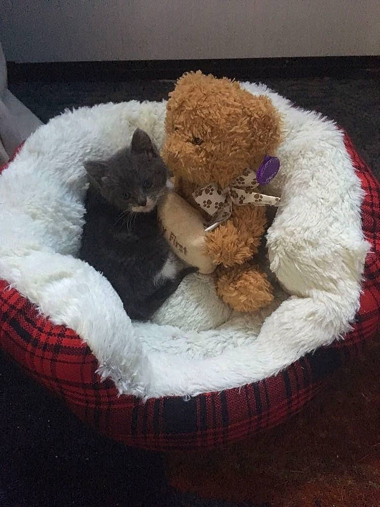 August joined the competition — help win amazing prizes! canidae, carnivore, cat_supply, comfort, companion_dog, dog_bed, dog_breed, dog_supply, fawn, felidae, fur, pet_supply, plush, snout, sporting_group, stuffed_toy, teddy_bear, toy, toy_dog, wool