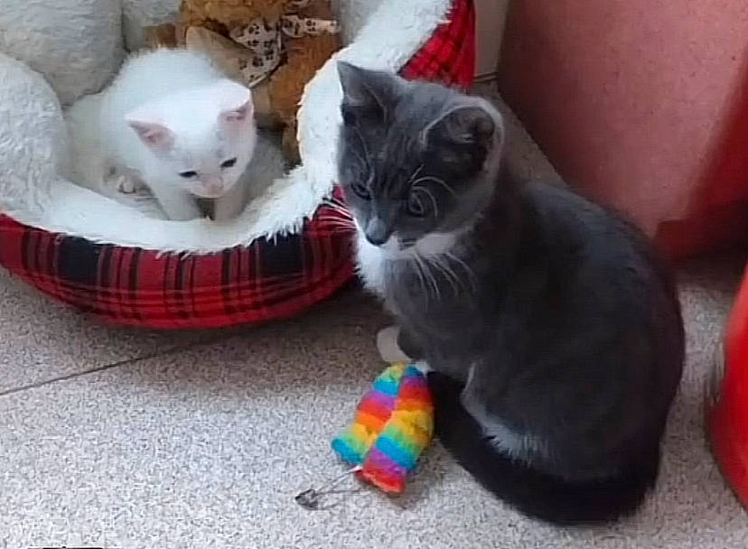 August joined the competition — help win amazing prizes! carnivore, cat, cat_supply, cat_toy, comfort, domestic_short_haired_cat, event, fawn, felidae, fur, mammal, pattern, paw, pet_supply, small_to_medium_sized_cats, snout, tail, toy, vertebrate, whiskers