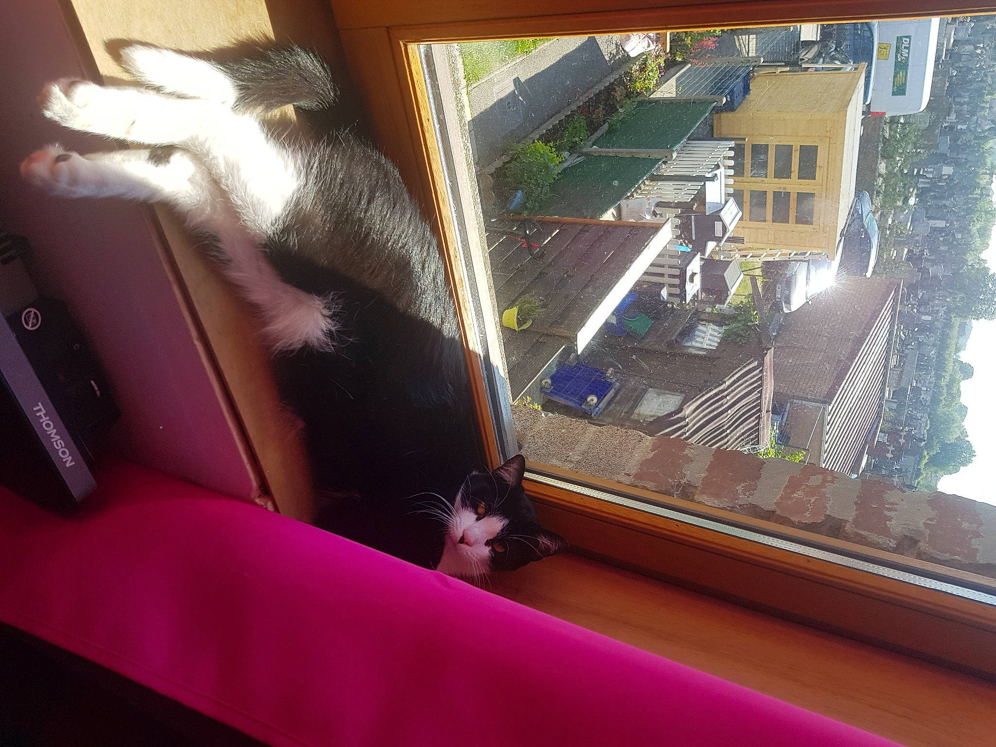 Pongo a rejoint le concours — aidez-le/la à gagner de superbes lots !