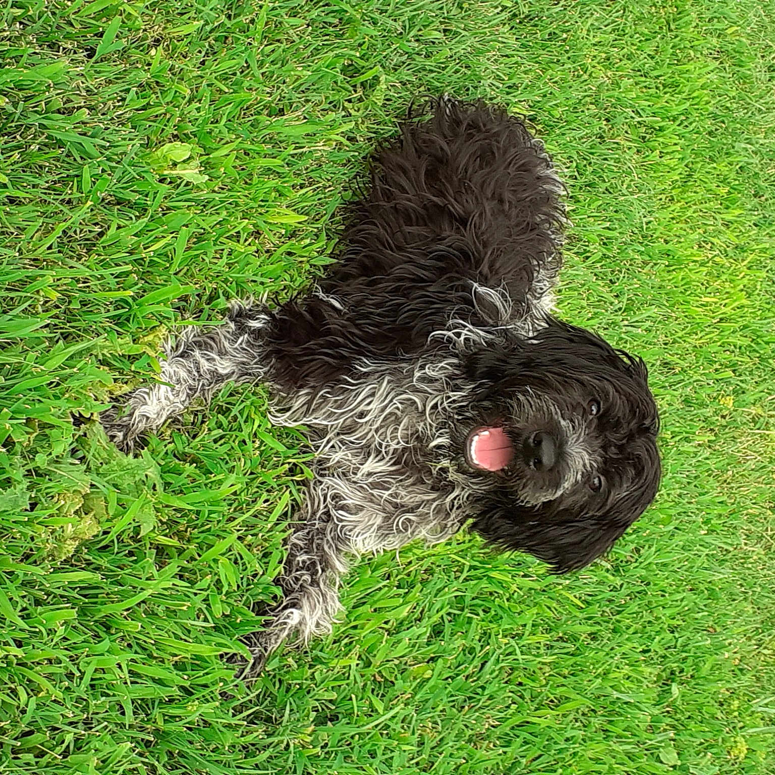 Teddy