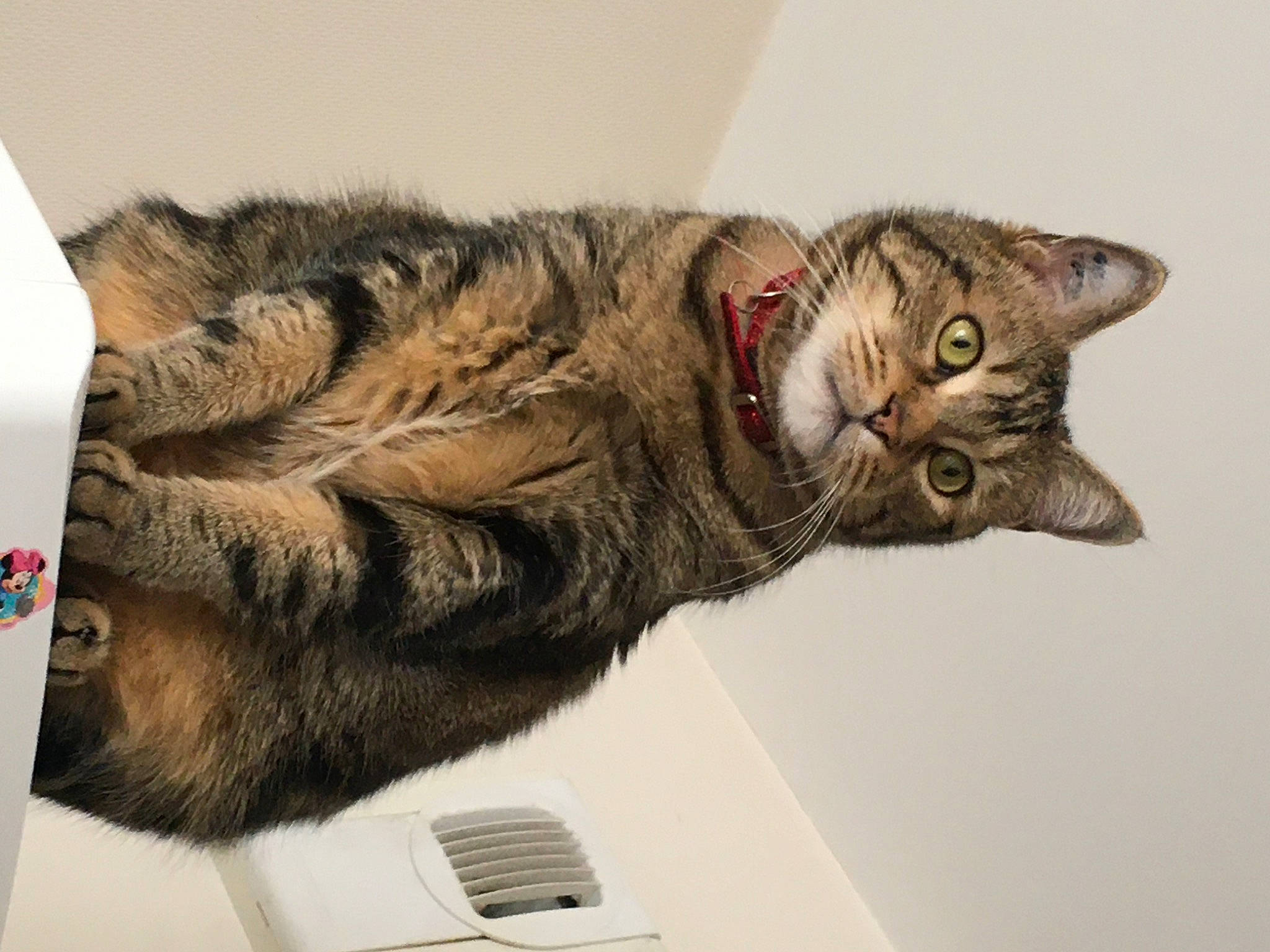 Paco a rejoint le concours — aidez-le/la à gagner de superbes lots ! art, carnivore, cat, claw, domestic_short_haired_cat, eye, felidae, fur, head, paw, small_to_medium_sized_cats, snout, tail, terrestrial_animal, whiskers