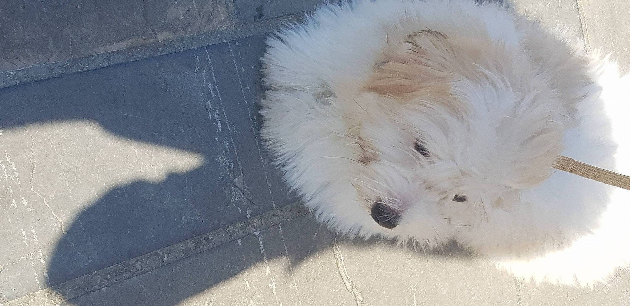 Pitchu a rejoint le concours — aidez-le/la à gagner de superbes lots ! canidae, carnivore, companion_dog, dog, dog_breed, flooring, fur, livestock_guardian_dog, maltepoo, non_sporting_group, puppy, road_surface, samoyed, shih_poo, small_terrier, snout, sporting_group, terrier, toy_dog, working_animal