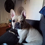 Kiesha is registered to the contest to win money with this photo: animal, blanket, bone, couch, cozy, dog, door, ears, fan, french_bulldog, fur, home, indoor, light, looking, pet, seated, shadow, shelf, wall