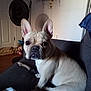 animal, blanket, bone, couch, cozy, dog, door, ears, fan, french_bulldog, fur, home, indoor, light, looking, pet, seated, shadow, shelf, wall