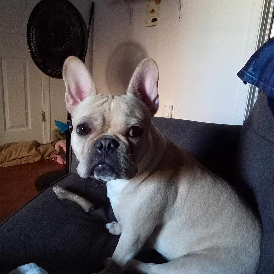 Kiesha is registered to the contest to win money with this photo: animal, blanket, bone, couch, cozy, dog, door, ears, fan, french_bulldog, fur, home, indoor, light, looking, pet, seated, shadow, shelf, wall