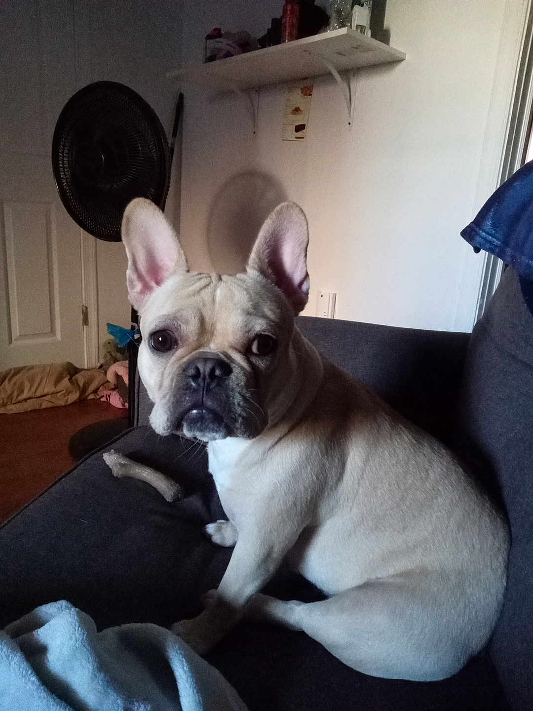 Kiesha is registered to the contest to win money with this photo: animal, blanket, bone, couch, cozy, dog, door, ears, fan, french_bulldog, fur, home, indoor, light, looking, pet, seated, shadow, shelf, wall