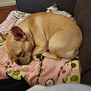 Kiesha is registered to the contest to win money with this photo: animal, avocado_pattern, blanket, brown_dog, comfort, couch, cozy, curled_up, cute, dog, french_bulldog, fur, home, indoor, pet, plush_toy, relaxed, resting, sleeping, soft_texture