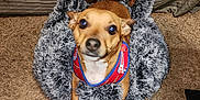 Charlie is registered to the contest to win money with this photo: brown_dog, carpet, close_up, cozy, curtain, cute, dog, fluffy, furniture, home, indoor, leggings, looking_up, patterned_clothing, paw_shaped_bed, person, pet_bed, red_harness, small_dog, text_on_clothing