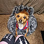 brown_dog, carpet, close_up, cozy, curtain, cute, dog, fluffy, furniture, home, indoor, leggings, looking_up, patterned_clothing, paw_shaped_bed, person, pet_bed, red_harness, small_dog, text_on_clothing