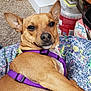 Charlie is registered to the contest to win money with this photo: animal, canine, carpet, closeup, companion, cute, dog, domestic, ear, furniture, home, indoor, laying_down, patterned_fabric, pet, purple_harness, relaxed, smiling, tan, whiskers