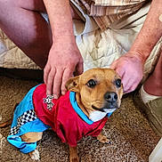 Charlie is registered to the contest to win money with this photo: animal, brown_dog, carpet, carpet_floor, casual_clothes, checking, clothing, companion, costume, cute, dog, expression, hands, home, indoor, person, pet, sitting, slippers, small_dog
