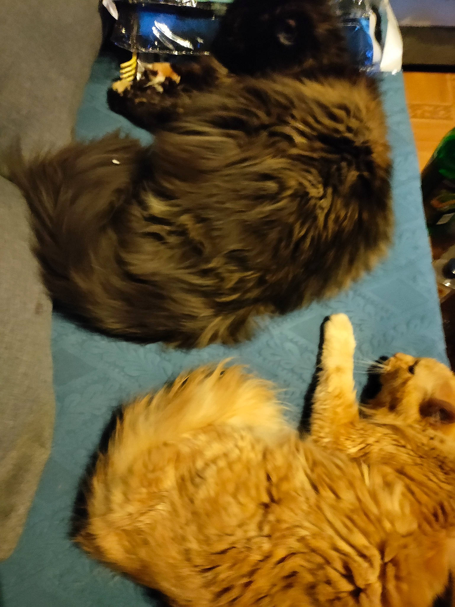 Rosy participe au concours pour gagner de l'argent avec cette photo : canidae, carnivore, cat, claw, comfort, companion_dog, dog_breed, felidae, fur, liver, paw, puppy, small_to_medium_sized_cats, snout, sporting_group, tail, terrestrial_animal, whiskers, working_animal