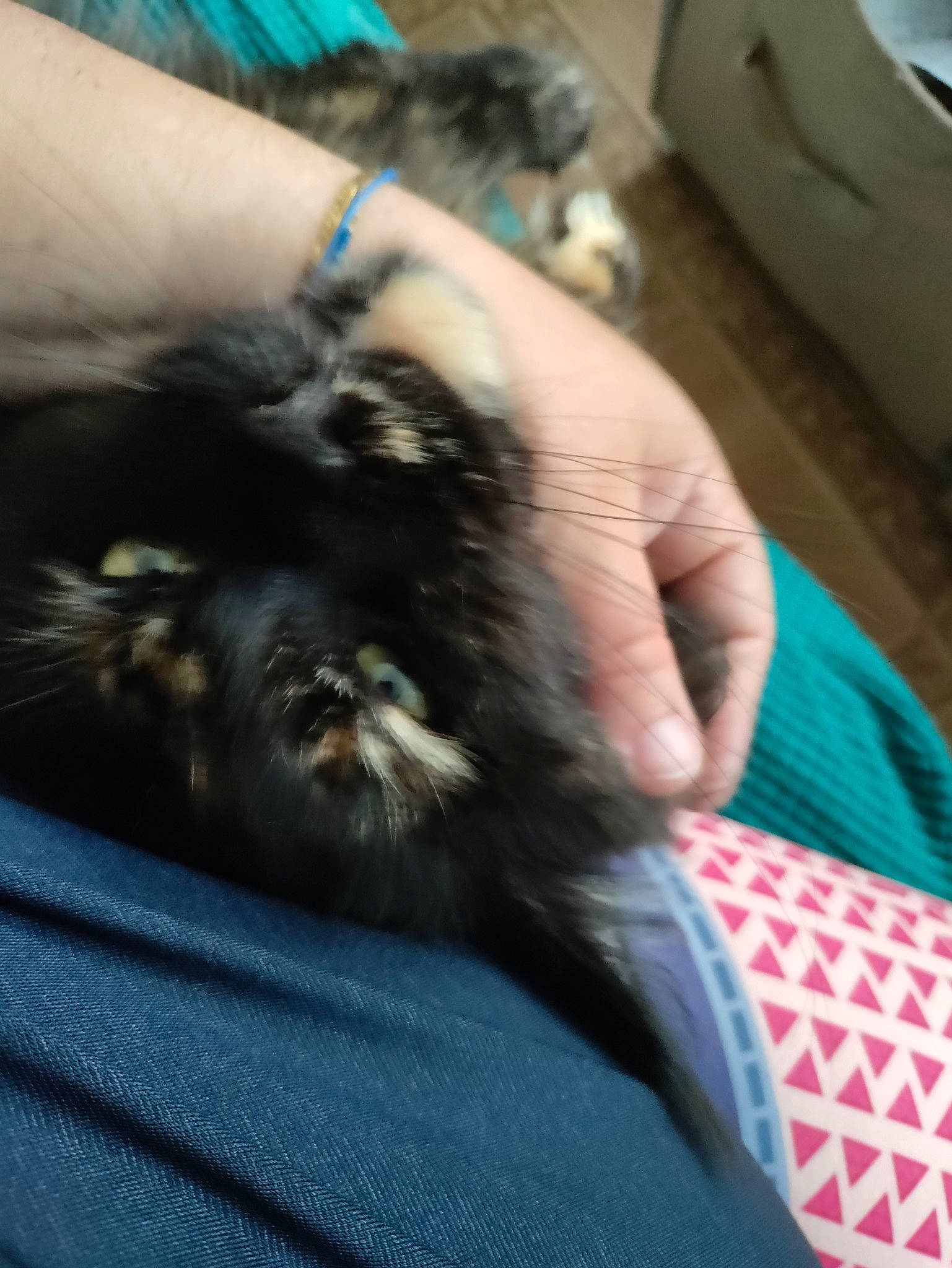 Rosy a rejoint le concours — aidez-le/la à gagner de superbes lots ! carnivore, claw, comfort, companion_dog, dog, dog_breed, electric_blue, felidae, fur, mammal, nail, small_terrier, small_to_medium_sized_cats, sporting_group, tail, terrier, toy_dog, vertebrate, whiskers, wrist