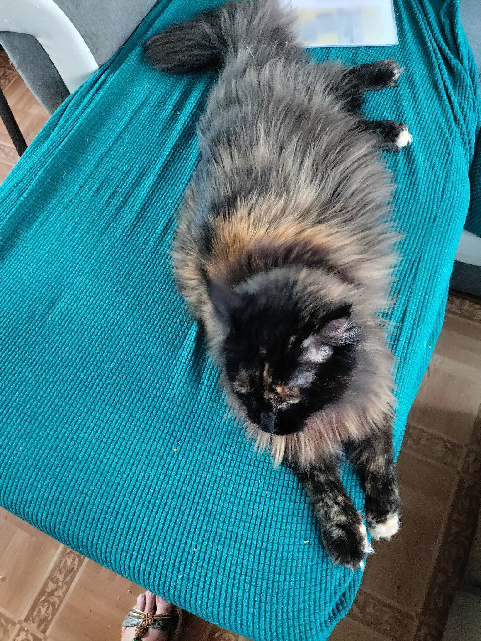 Rosy a rejoint le concours — aidez-le/la à gagner de superbes lots ! blue, british_longhair, canidae, carnivore, cat, claw, comfort, companion_dog, dog_breed, electric_blue, fawn, felidae, flooring, fur, paw, sandal, small_to_medium_sized_cats, snout, tail, whiskers