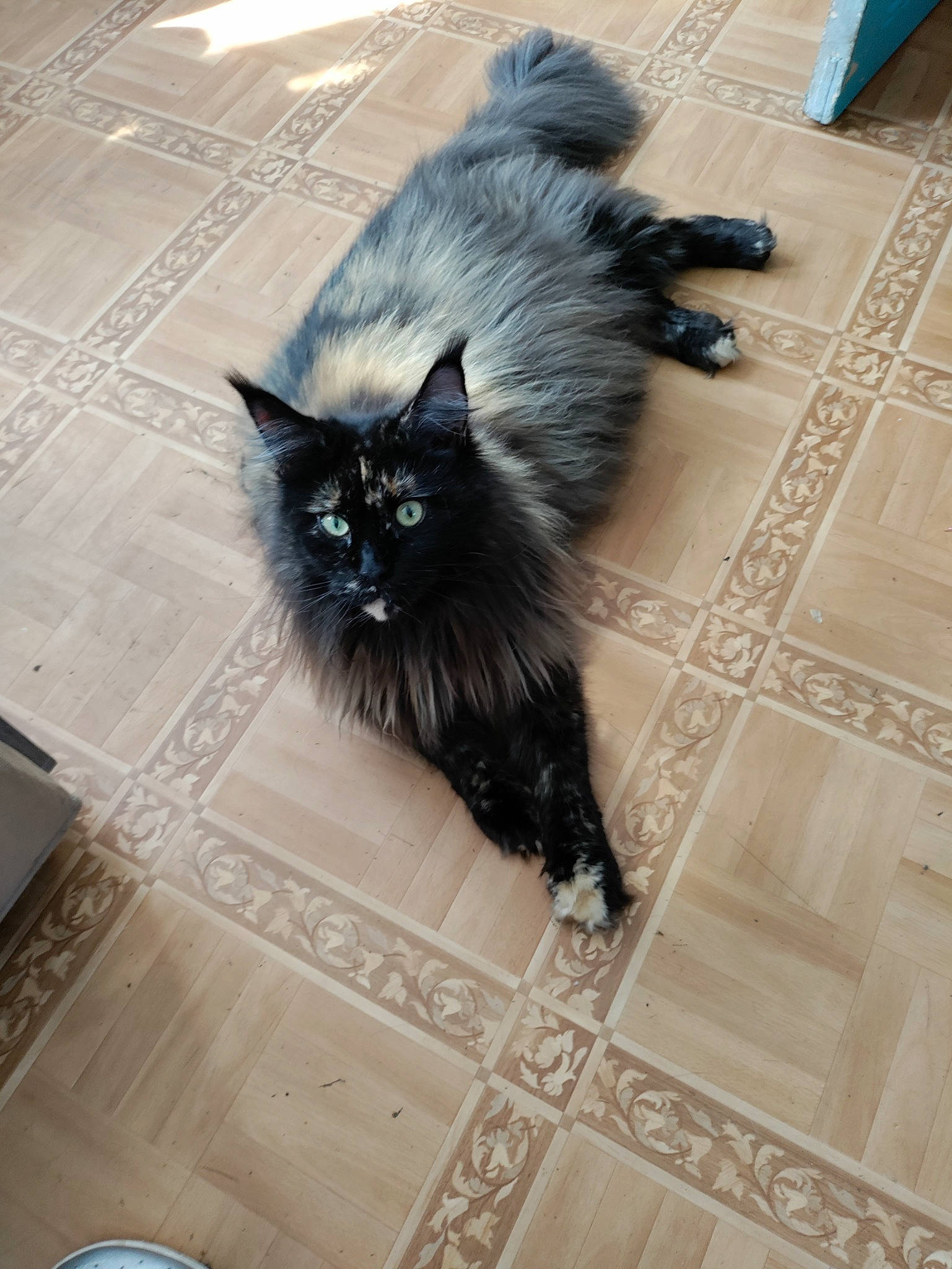 Rosy participe au concours pour gagner de l'argent avec cette photo : automotive_tire, black_cat, carnivore, cat, claw, domestic_short_haired_cat, fawn, felidae, floor, flooring, fur, grey, hardwood, laminate_flooring, small_to_medium_sized_cats, snout, tail, whiskers, wood, wood_flooring