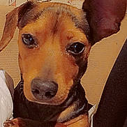 Dixie is registered to the contest to win money with this photo: dog, puppy, dachshund, pet, portrait, close_up, brown_fur, black_and_tan, floppy_ears, big_eyes, nose, sitting, blanket, bed, indoors, nautical_wallpaper, home, cozy, cute, direct_gaze