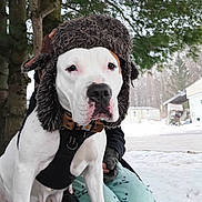 Nala joined the competition — help win amazing prizes! dog, white_dog, furry_hat, harness, snow, winter, outdoor, trees, person, gloves, pants, building, pet, animal, cold_weather, portrait, canine, nature, winter_clothing, park
