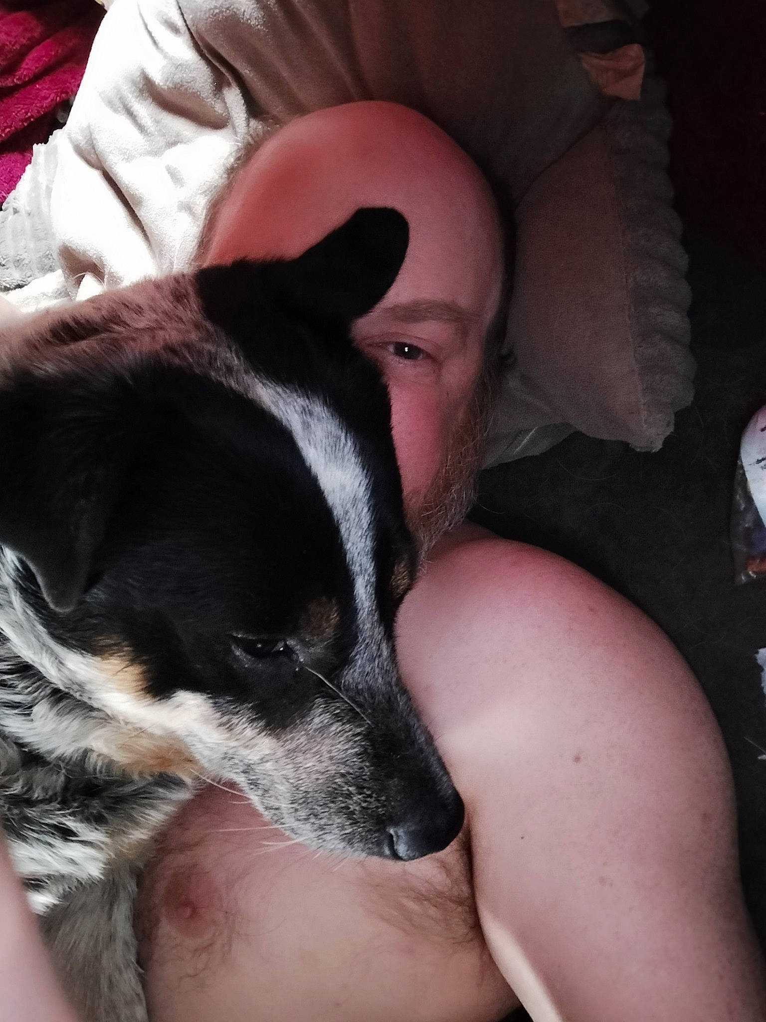 Rainer is registered to the contest to win money with this photo: canidae, carnivore, comfort, companion_dog, dog, dog_breed, ear, elbow, fawn, fur, guard_dog, human_leg, non_sporting_group, paw, puppy, snout, sporting_group, texas_heeler, toy_dog, whiskers