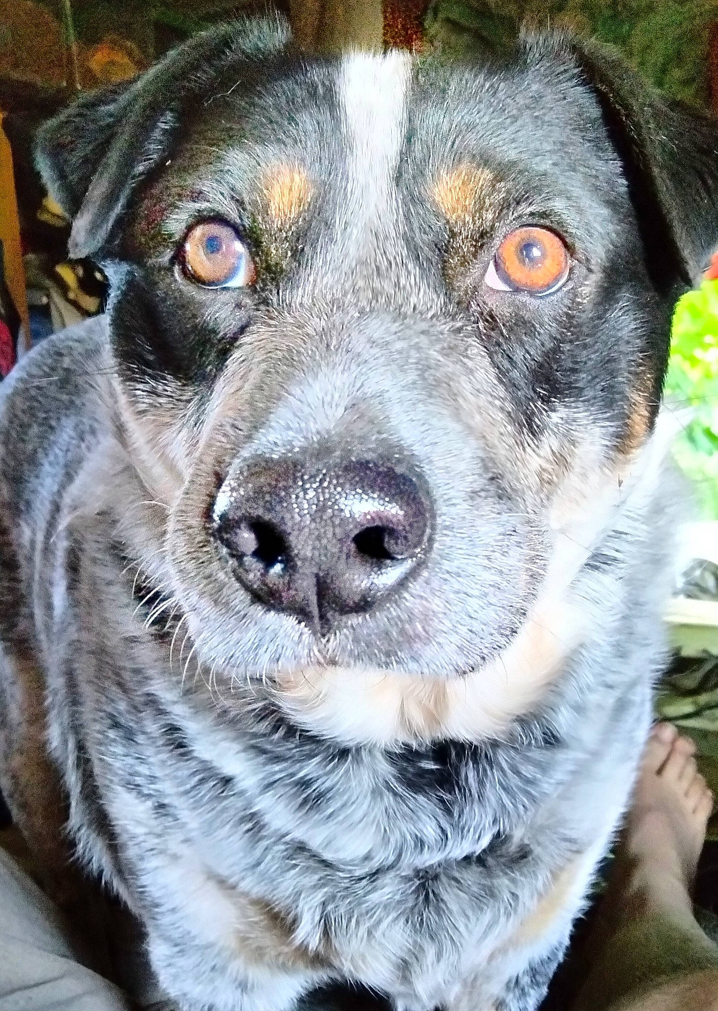 Rainer is registered to the contest to win money with this photo: australian_cattle_dog, canidae, carnivore, collar, companion_dog, dog, dog_breed, dog_collar, dog_supply, eye, fawn, firefighter, fur, pet_supply, snout, sporting_group, street_dog, terrestrial_animal, whiskers, working_animal